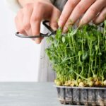 Microgreens benefits for human health