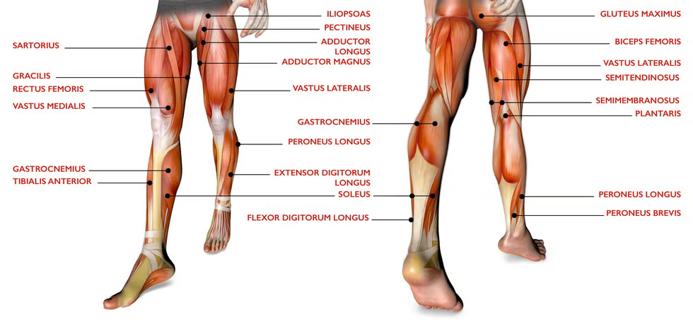 lower-body muscle anatomy